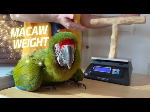 Weighing Great Green Macaw on Parrot Wizard NU Perch Scale