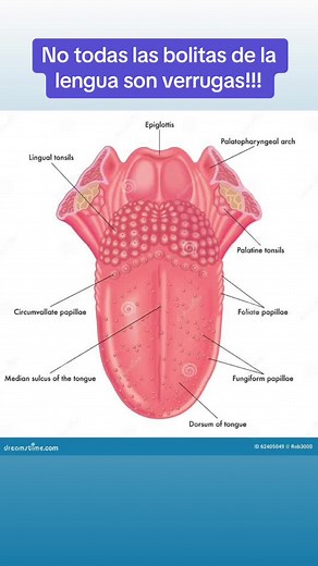 Bolitas en la lengua: Glándulas normales vs. verrugas - VPH