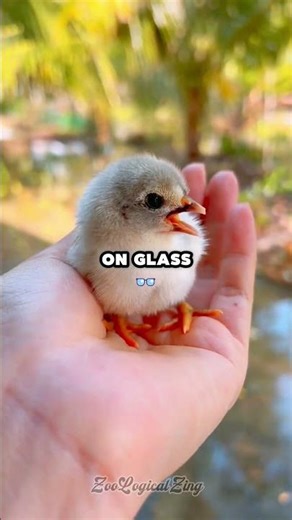 Newborn Chickens Understand Physics 🤯 #science #viral