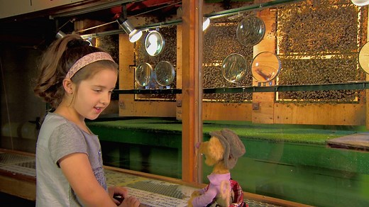 KS1 Geography: UK locations (with William Whiskerson) - How honey is made