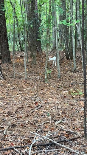 Just a throwback to better days haha #Memories #Albino #Deer #Whitetail | Lizard Lick Towing And Recovery