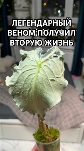 LEGENDARY VENOM GOT A SECOND LIFE and New Roots in 10 Days😈 #alocasia #venom #plants #flowers