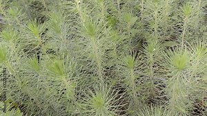 Seedlings of Pinus halepensis, commonly known as the Aleppo pine, is a pine native to the Mediterranean region, in tree nursery