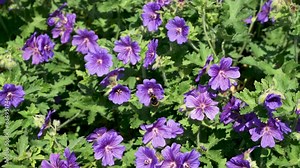 Bee Hovering Between Purple Wild Geranium Plants Looking For Nectar. Slow Motion Shot