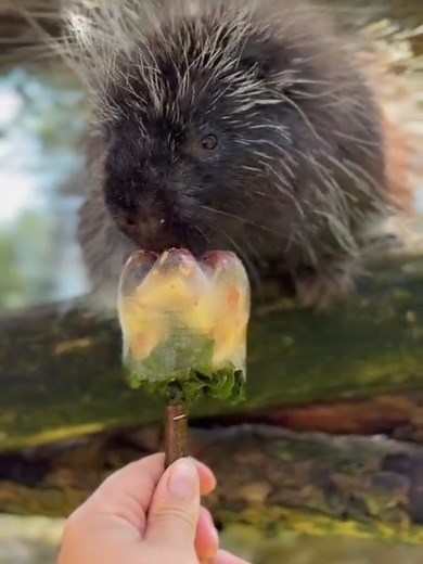 Today’s menu: frozen treats 🧊😋 Fruits, veggies and little surprises hidden in ice… the perfect refreshing enrichment for our animals 💦 Licking, scratching, biting, figuring it out… everyone has their own technique 😄 And clearly, some of them loved the challenge. #pairidaiza #animalenrichment #animalsoftiktok #cuteanimals #summer