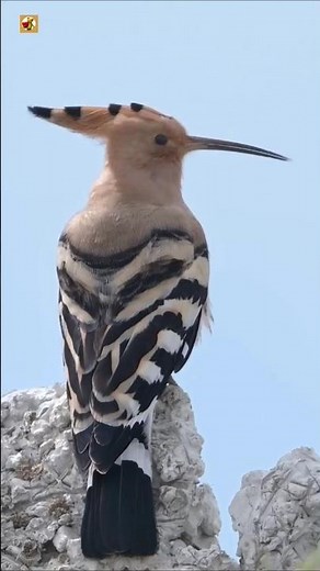 Eurasian Hoopoe Bird Sounds (Perched On A Rock)