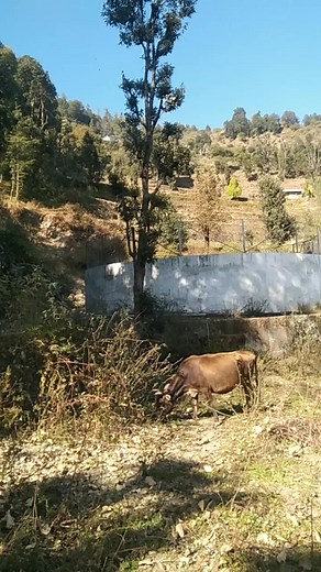 #radhey_radhey_challenge #shimladiaries #himachalpradesh #villagers #greenscreen #contact9816120636 #VrindavanRasMahima | Fateh Travller