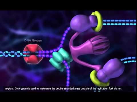 Replicação do DNA Animação