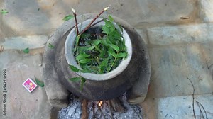 Green Neem leaves known as Azadirachta indica boiled in water on chulha. Boiling neem, nimtree or Indian lilac on clay stove. Indian village usage for Bathing and healthy benefits.