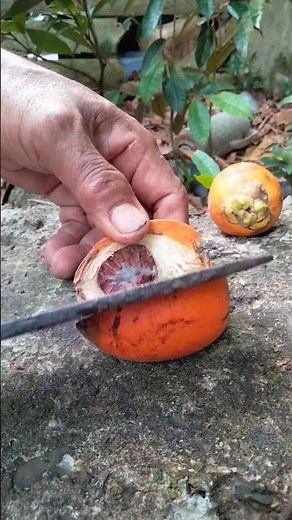 "Master the Art of Betel Nut Cutting: Expert Tips and Techniques!"