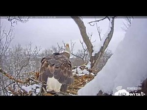 Bald eagle nestcam at Hanover, Pennsylvania
