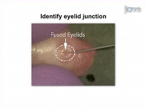 In vivo Electroporation of Developing Mouse Retina