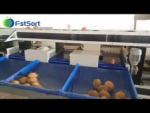 Automatic Coconut Grading Machine by Range of Weight,Coconut Processing Machinery,Coconut Sorter