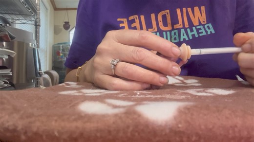 20K views · 2.5K reactions | This is a baby squirrel making distress cries for mom…Breaks my heart they were blown out of trees during the hurricane. They all don’t cry like this when I pick them up but some feel threatened like I’m a predator so they sound the alarm. If mom is around and hears the baby she almost always comes back to get them they have more than one nest for them. | Little Bit Wildlife Rescue | Facebook