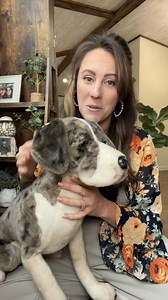 17 reactions | Transform Your Pet into a Lifelike 헖헨헦헧헢헠 헦헧헨헙헙험헗...