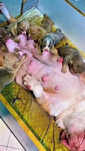 사랑스러운 강아지와 함께하는 행복한 삶 #puppy #dogshorts