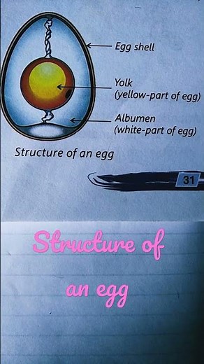 structure of an egg