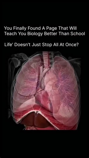 Anatomy | Physiology | Body facts on Instagram: "Did you know that life doesn’t stop all at once? Even after a person is declared gone, many organs can continue to function for a short time. The heart may still beat, skin cells remain alive, and organs like the kidneys, liver, lungs, and corneas can be preserved. Through organ donation, these organs can be transplanted—turning one ending into multiple new beginnings. In this way, science allows life to echo forward, saving others even after deat
