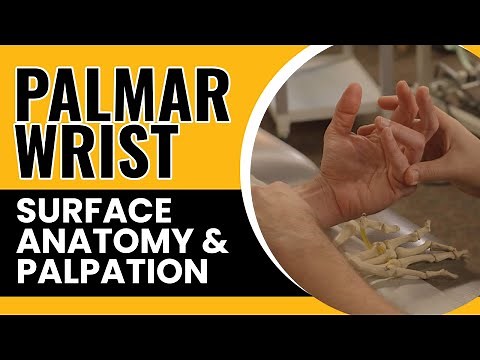 Palmar Wrist Surface Anatomy & Palpation