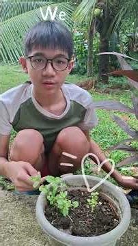 Planting Peppermint from Cuttings 🌿 | 4-Week Growth Progress by Jian