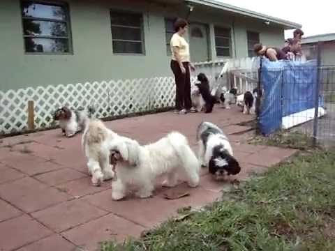 Rescue dogs playing at Shih Tzu Rescue premises