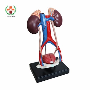 [Hot Item] Urinary System Anatomy Model Urinary System Anatomical Model