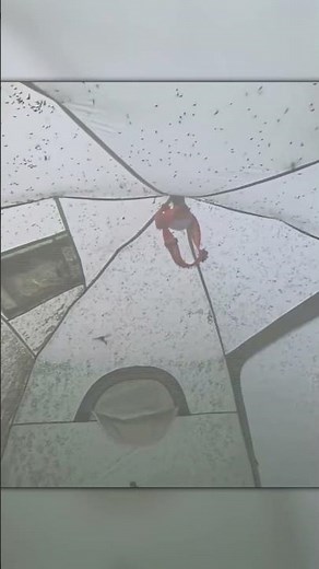 Unbelievable Swarm – Tent Under Mosquito Attack!