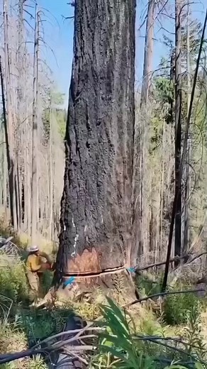 16K views · 19 shares | A dramatic scene unfolds as a dog suddenly charges and attacks a man on the street. Watch how quickly things escalate in this intense real-life moment. Always be cautious around unfamiliar animals — anything can happen in seconds!#DogAttack #ShockingMoment #StreetIncident #CaughtOnCamera #AnimalAttack #ViralVideo #RealLifeDrama #DogBiteAlert #ScaryFootage #MustWatch | Wild Animals | Facebook