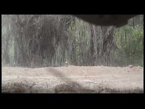 Parque Nacional Cerros de Amotape Parte 1.wmv