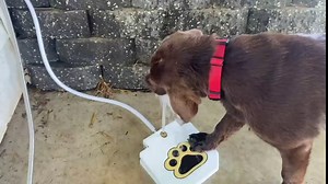 Outdoor Dog Water Fountain Step On, Dog Sprinkler Paw Activated Drinking, Dog Water Fountain with Hose, Easy to Use Pet Drinking Dispenser, Outdoor Fresh Cool Water for Dogs