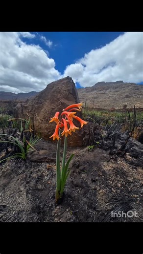 Green pockets of hope. A few blood red fire lilies. Green grass popping up in the vleilands. These are a few of the things that give us hope after the recent fire in the southern parts of the Cederberg. In the aftermath of the fire, the mountains bear the scars of a colossal struggle between the blaze and the natural world. Charred earth and blackened sugarbushes sprawl as far as the eye can see, an expanse that speaks of both destruction, but also of resilience. Amidst the seemingly desolate la