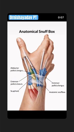 What is “snuff box” ? Anatomical structure forms a box like shape in hand used for snuffing!!!!!