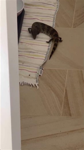 Northern Blue Tongue Lizard- this little fella visited us twice