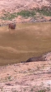 505K views · 2.9K reactions | #Olha só #a onça pintada e #o mateiro marapara  @edsonluizsilvaribeiro | Achei Bonito | Facebook