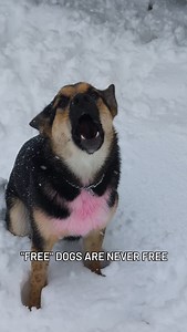 Getting a "free" dog off of Craigslist or Kijiji will cost you way more in the long run than getting a dog from a reputable breeder, or even a shelter where they come with all their shots and neutered/spayed | Dogs on the Farm