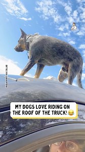 62K views · 307 reactions | How many dogs can you count??? 藍 | Dad Jokes | Facebook