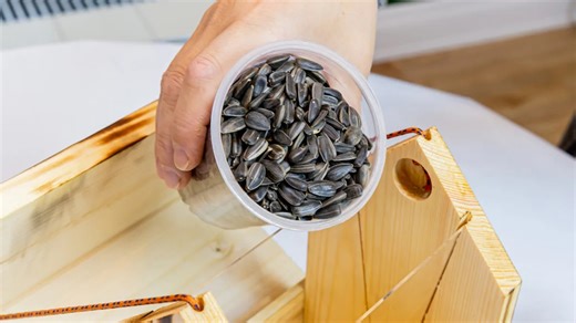 Sprinkle Sunflower Seeds To Attract These 13 Birds