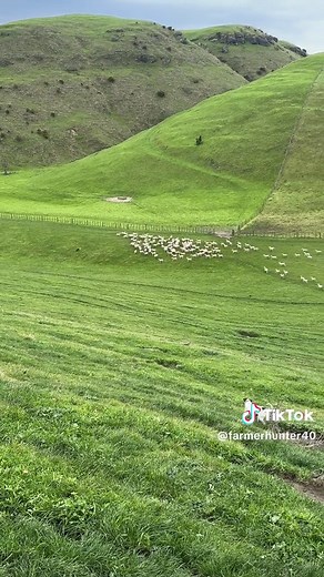Life on the Farm: A Glimpse into Farming in New Zealand