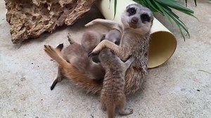 150K views · 3.1K reactions | This meerkat just became a mother of six! | Animalist | Facebook
