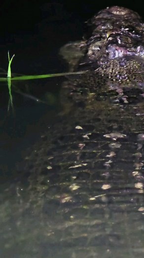 So yesterday we posted the underwater footage of HRH swimming under the boat . This is when he surfaced. So close couldn't use my telephoto lens had to use the phone. He considers me as part of the furniture, hopefully not a couch and sits on me. However though sometimes it's unavoidable please never get to close to a croc . They can and will eat you . I suspect he was hanging around a crab pot that was near here . All hail the king #crocodile #crocodiles #croc | Solar Whisper Daintree River Cro