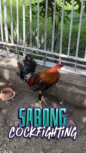 Sabong Cockfighting Rooster