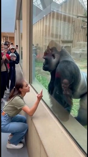 Gorilla Chase Sparks Chaos at the Zoo