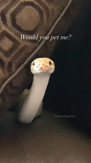 Monty the Python | What do you think? Tbh if I saw a snake the size of Monty or Matrix in the wild, I don’t think I’d engage, just enjoy it’s natural beauty... | Instagram