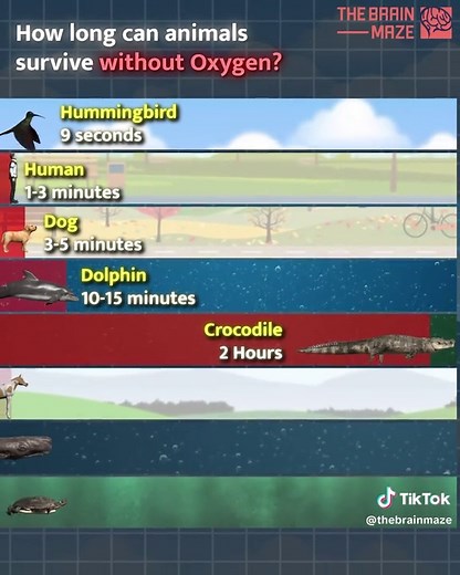 How long can animals survive without Oxygen? In this animation, we show the fascinating survival abilities of different animals without oxygen. Some can endure for months, while others can only survive for a few seconds. Watch to see how these incredible creatures adapt to extreme conditions! #fyp #foryoupage❤️❤️ #viralvideos #viraltiktokvideo #foryour #animals
