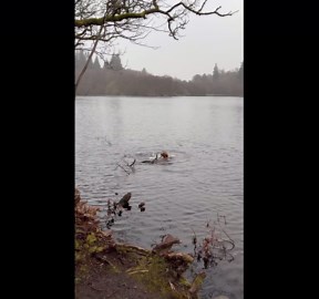 Stubborn dog tries to drag whole tree out of water