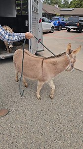 "Seein' Spots Farm" miniature donkeys on Reels