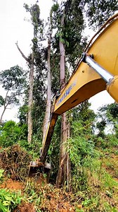 Tree felling | Baskoro Doewank