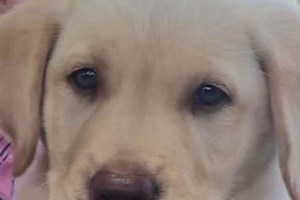 James Strouse - Keeshond  Puppies for Sale in Chula, MO | AKC Marketplace