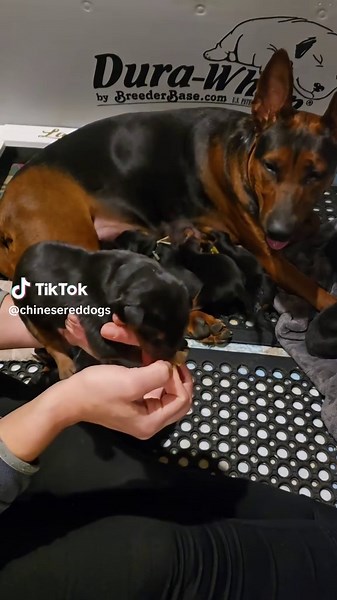 Mr Green was obsessed with tonight's ESI - Chicken, he tried to eat it! Curious how his food drive will be 👀 - Laizhou hong chinese red dog - Nothing for sale, DM to inquire about the breed! - dutch shepherd sighthound #rarebreed #protectiondog #chinesereddog beauceron schutzhund protection dog psa german shepherd guard dog trainer preservation chinese red dog #dobie