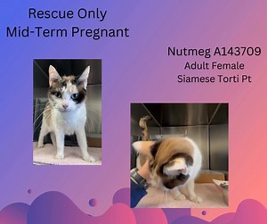 7.1K views · 70 reactions | Nutmeg A143709 Please check our spreadsheet for more information : https://docs.google.com/spreadsheets/d/1Lhjn0vXGAFhgntoZJ7BuUNBBsd_zU81YQYLXA7G96iA/edit?gid=2#gid=2 | Rowan County Animal Shelter | Facebook